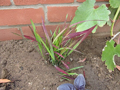 Cogongrass: An example of blood grass (Imperata cylindrica, 'Red Baron') growing in a garden in the village of Trimingham , Norfolk.