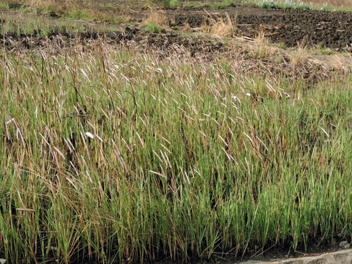 Cogongrass (Imperata cylindrica)