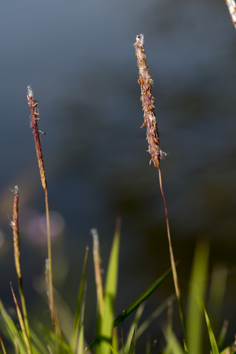 Cogongrass (Imperata cylindrica)