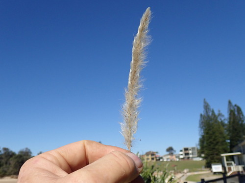 Cogongrass (Imperata cylindrica)