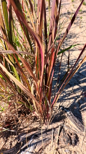 Cogongrass (Imperata cylindrica)