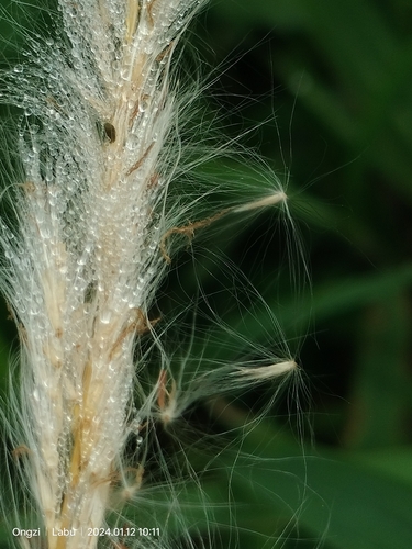Cogongrass (Imperata cylindrica)