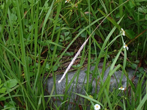 Cogongrass (Imperata cylindrica)