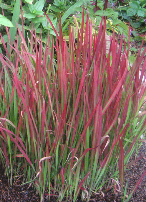 Cogongrass: Japanese Blood Grass, in my garden, August 2007. Jim Hood