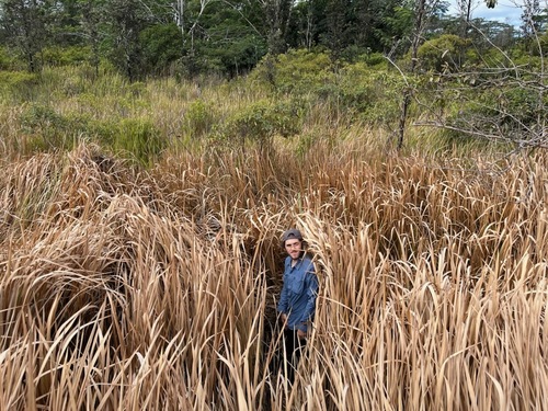 Cogongrass (Imperata cylindrica)