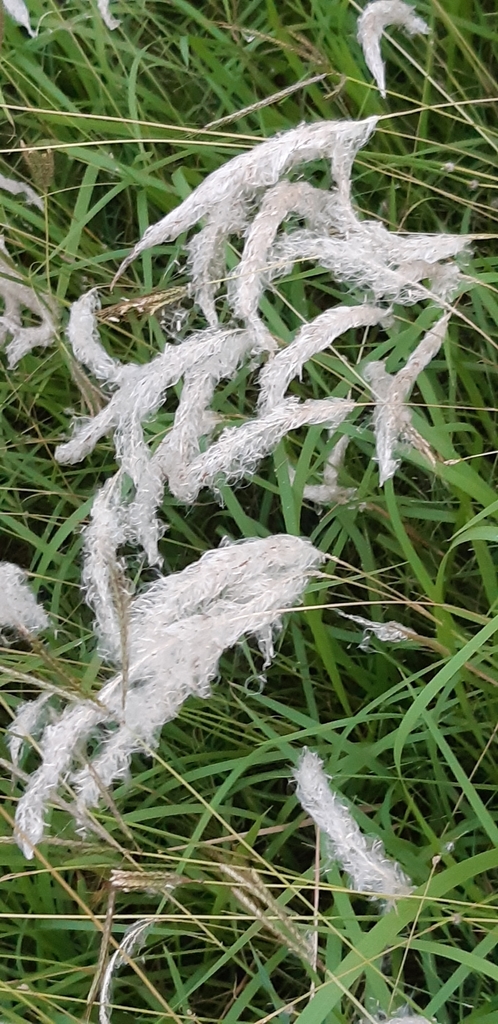Cogongrass (Imperata cylindrica)