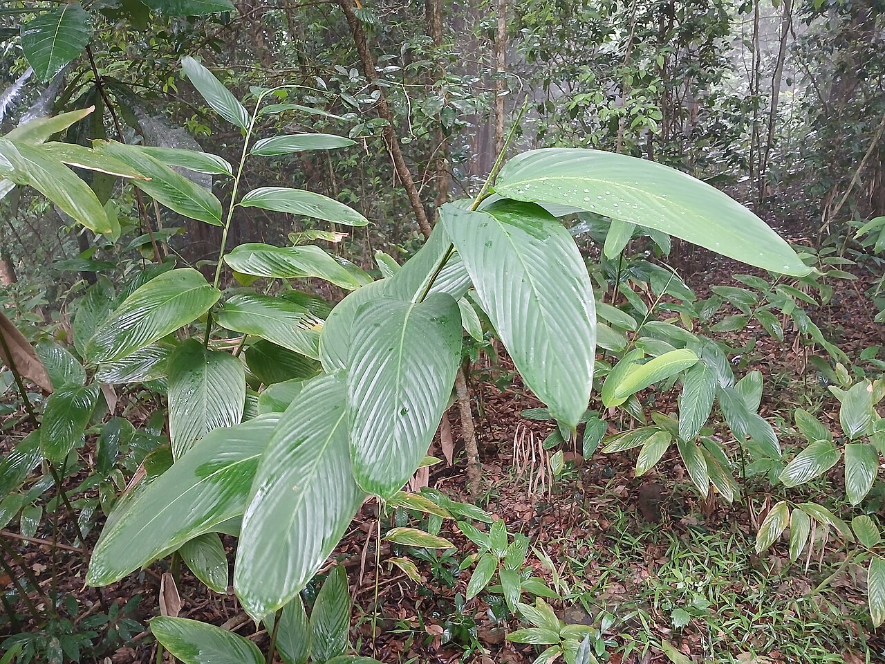 Indianthus virgatus: Indianthus virgatus