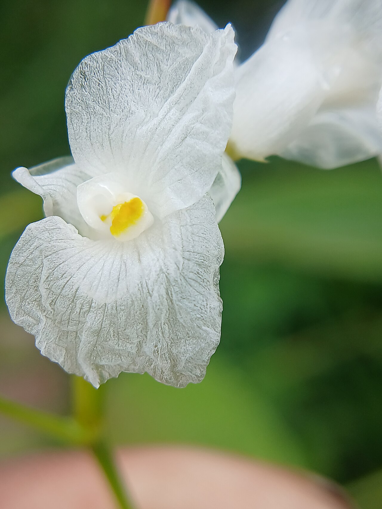 Indianthus virgatus: Indianthus virgatus