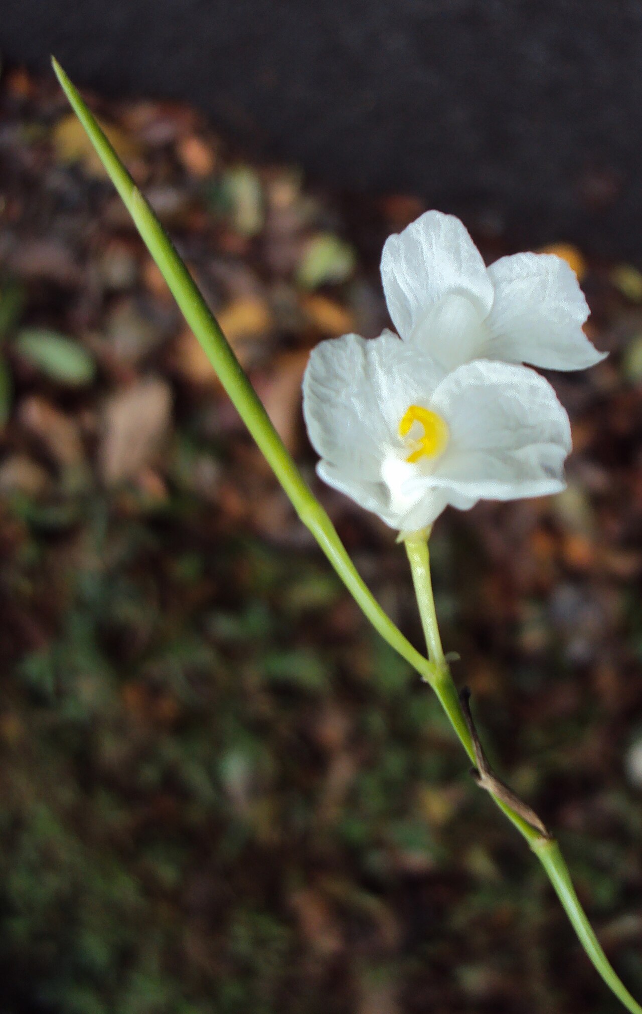 Indianthus virgatus: Schumannianthus virgatus
