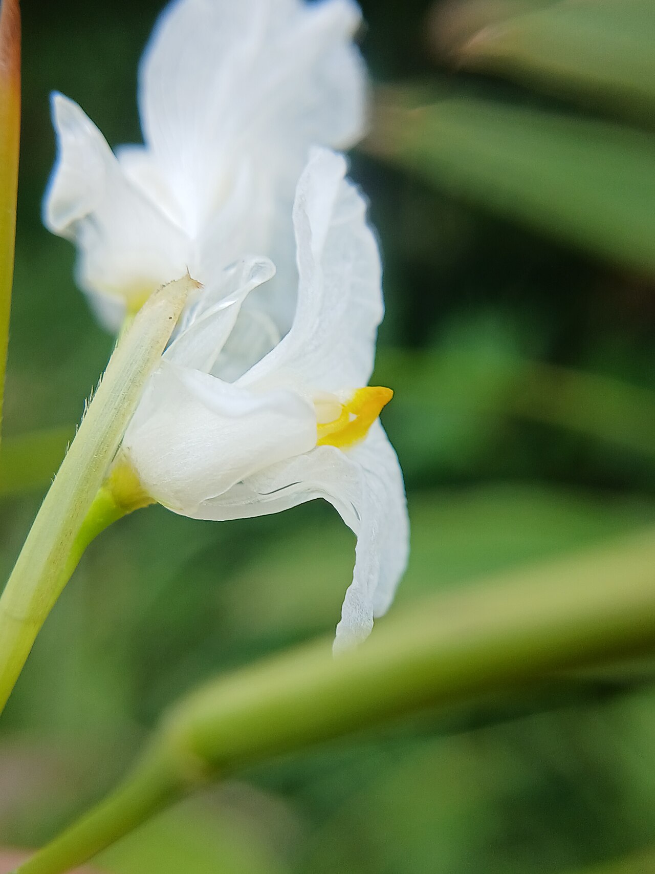 Indianthus virgatus: Indianthus virgatus