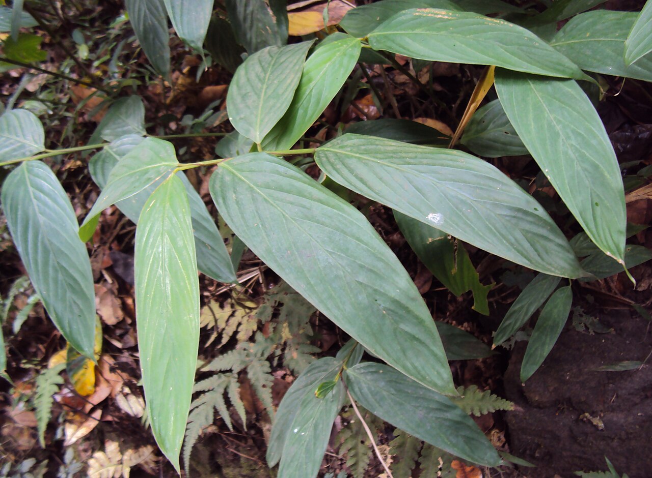 Indianthus virgatus: Schumannianthus virgatus