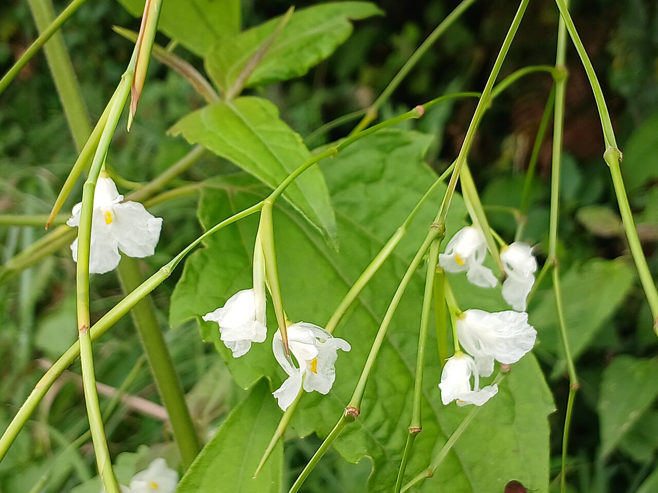 Indianthus virgatus: Indianthus virgatus