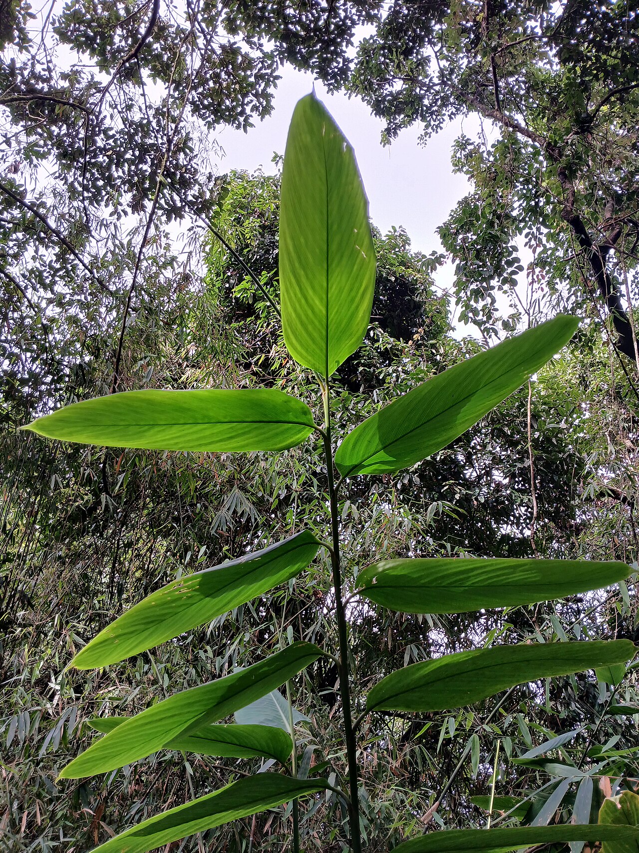 Indianthus virgatus: Indianthus virgatus at Paithalmala