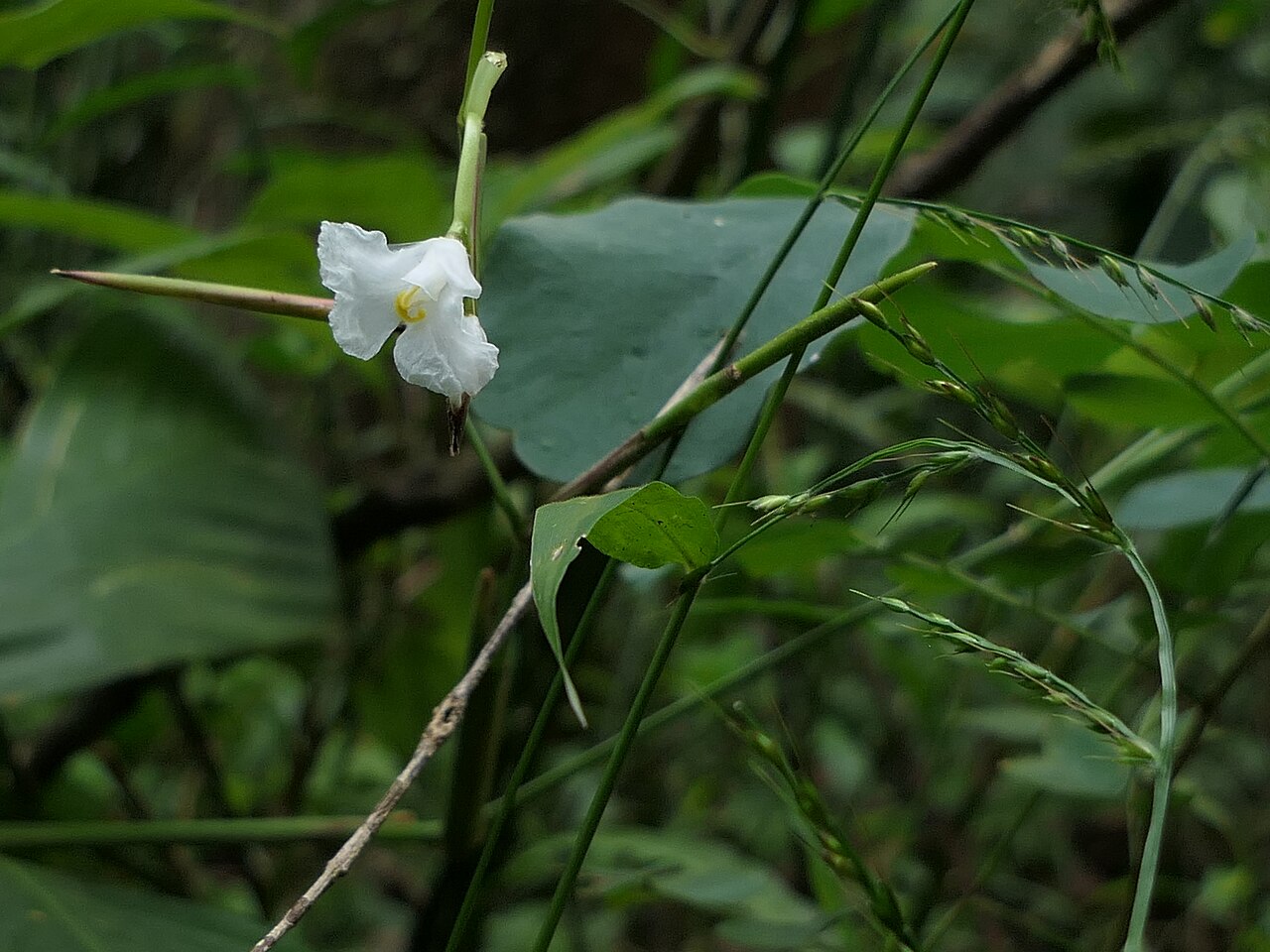Indianthus virgatus: Indianthus virgatus (Roxb.) Suksathan & Borchs.