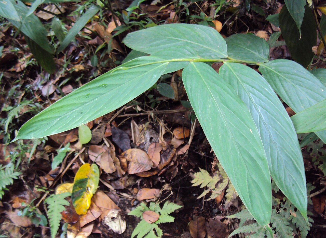 Indianthus virgatus: Schumannianthus virgatus