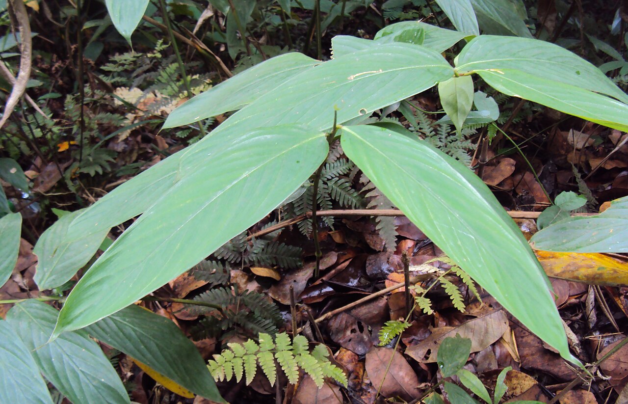 Indianthus virgatus: Schumannianthus virgatus