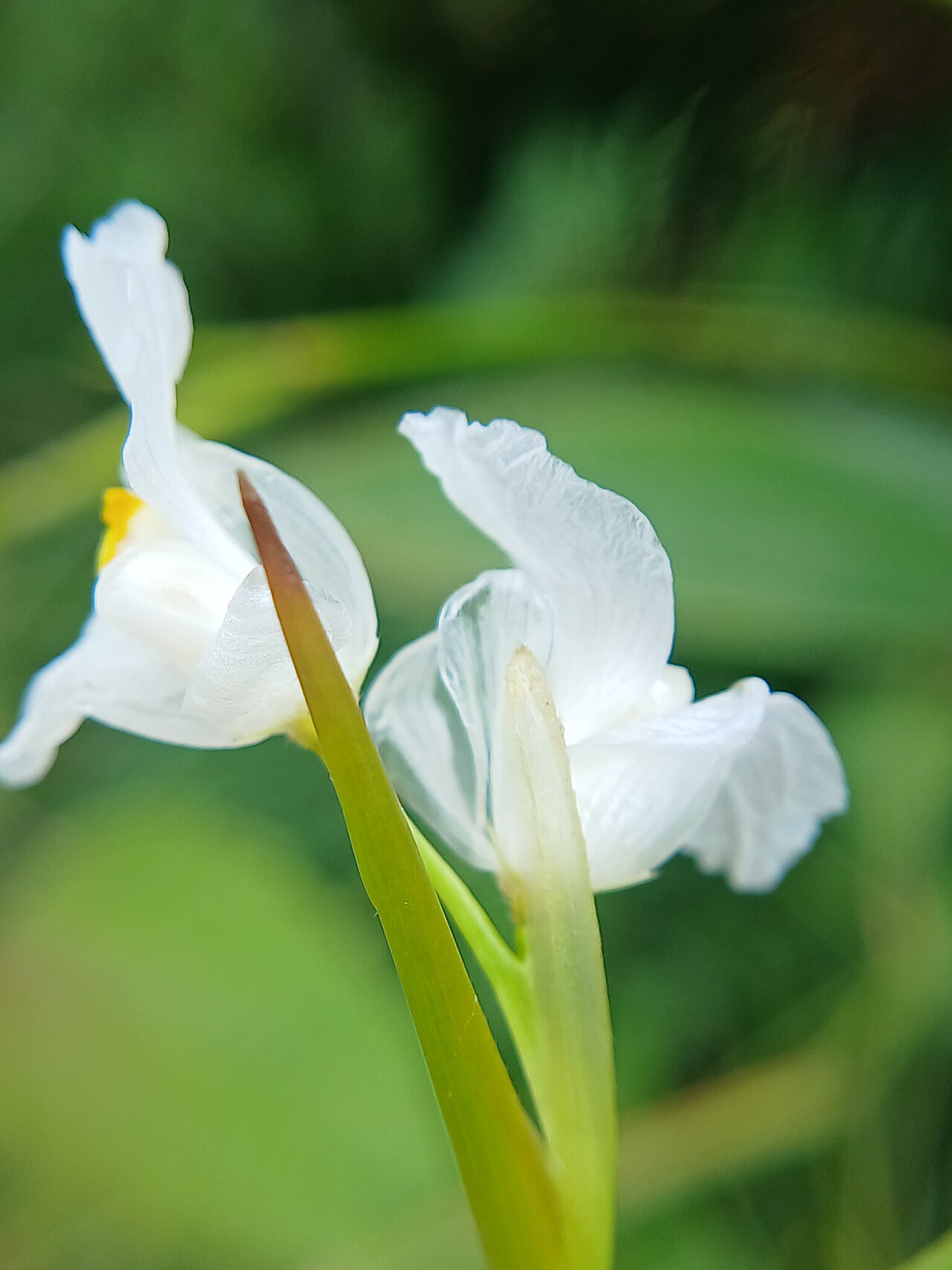 Indianthus virgatus: Indianthus virgatus