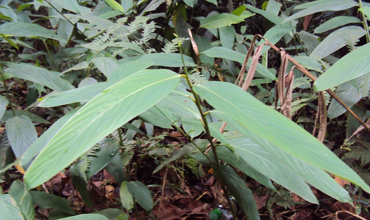 Indianthus virgatus: Schumannianthus virgatus