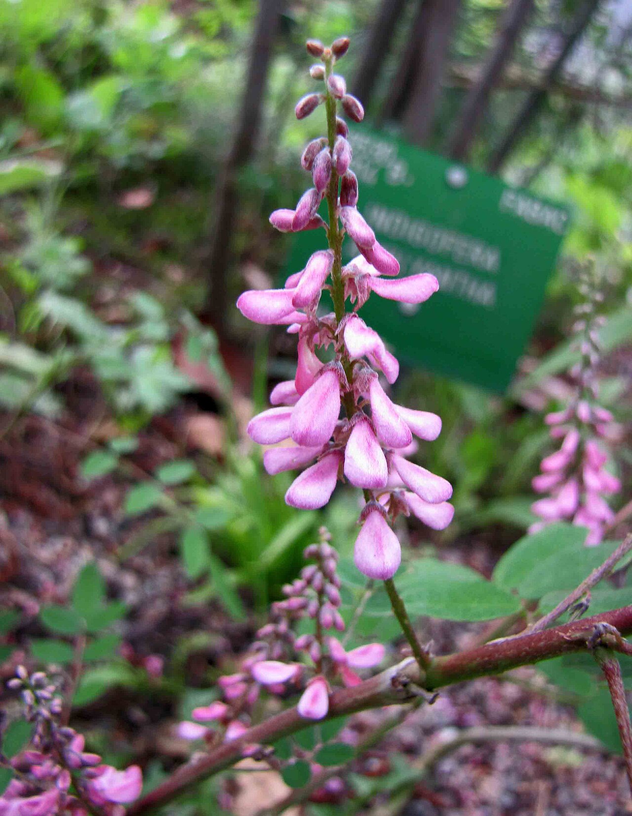 Indigofera amblyantha: Chinese indigo