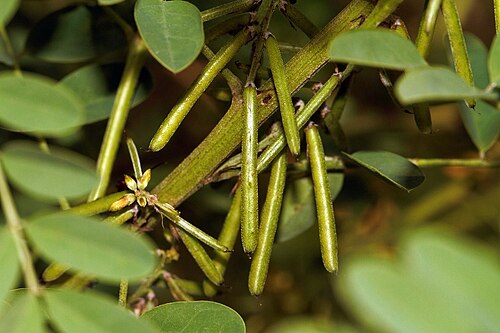Natal indigo: Natal indigo ( Indigofera arrecta ) in Zimbabwe