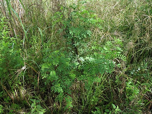 Natal indigo: Natal indigo ( Indigofera arrecta ) in Zimbabwe