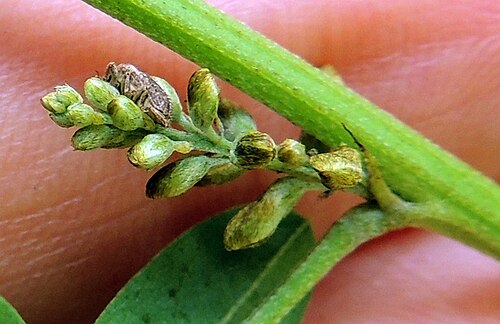Natal indigo: Natal indigo ( Indigofera arrecta ) in Zimbabwe