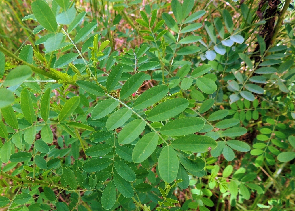 Natal indigo: Natal indigo ( Indigofera arrecta ) in Zimbabwe