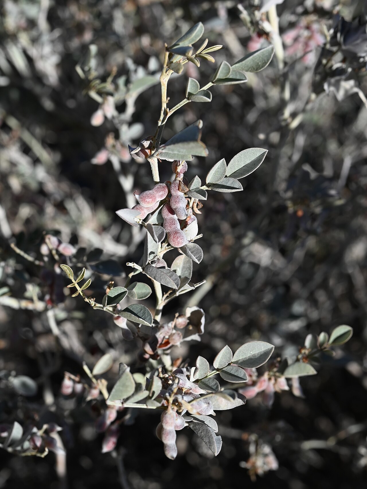Khedaish: Indigofera articulata in Rasin at Birkat al Mauz Rd, Al Dakhiliyah Gov., Oman