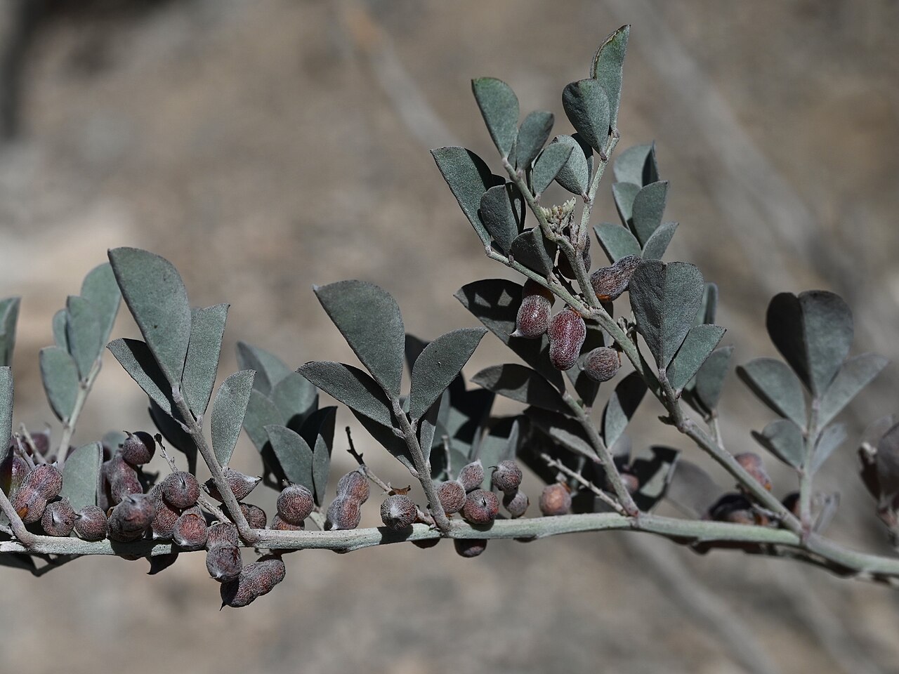 Khedaish: Indigofera articulata SE from Lizq, Ash Sharqiyah North Gov., Oman