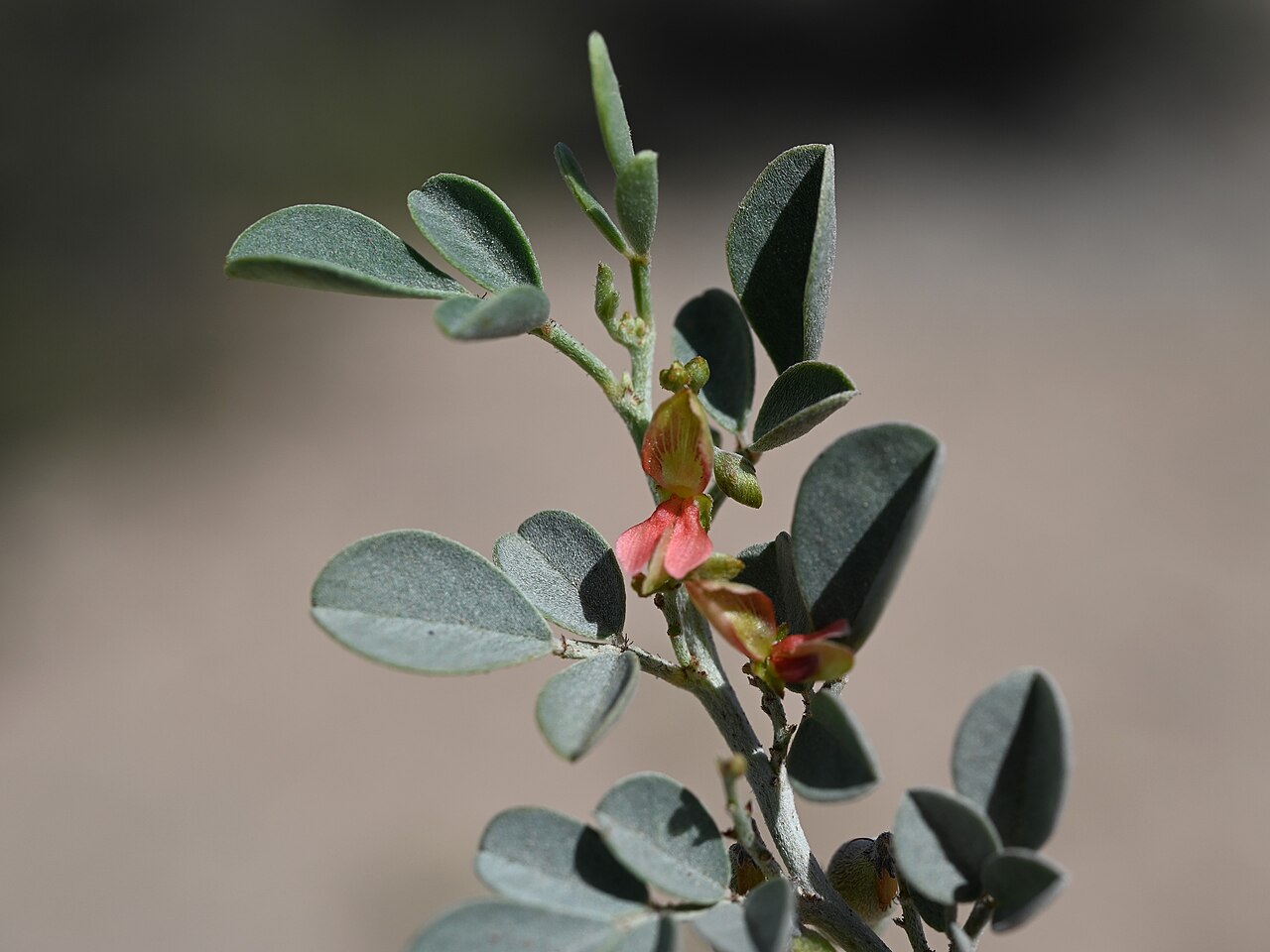 Khedaish: Indigofera articulata SE from Lizq, Ash Sharqiyah North Gov., Oman