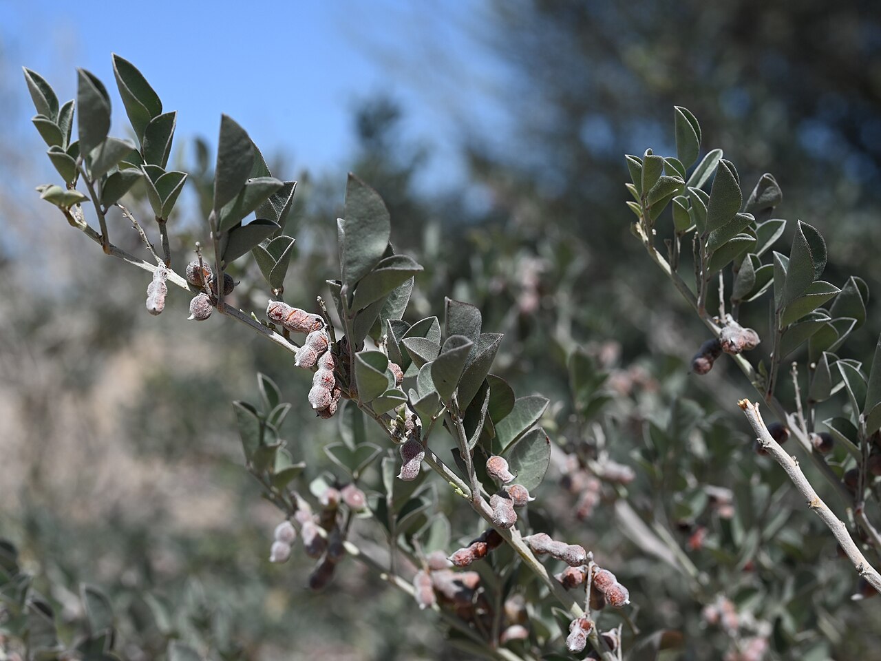Khedaish: Indigofera articulata SE from Lizq, Ash Sharqiyah North Gov., Oman