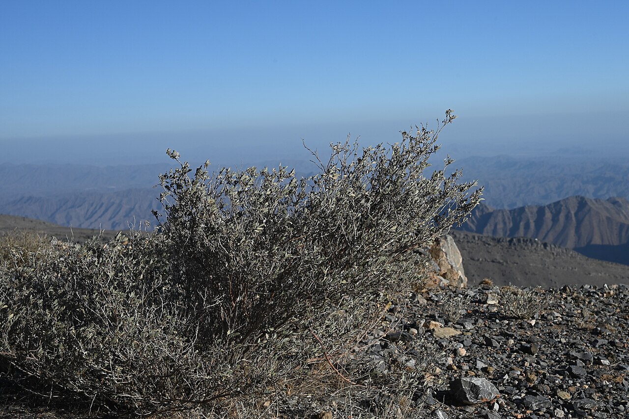 Khedaish: Indigofera articulata in Rasin at Birkat al Mauz Rd, Al Dakhiliyah Gov., Oman