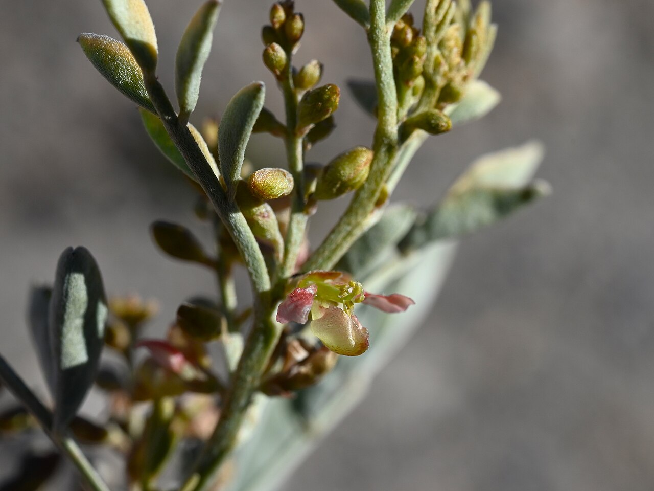 Khedaish: Indigofera articulata at viewpoint 4 km NE from Al Ababah near Al Jabal Al Akhtar, Al Dakhiliyah Gov., Oman