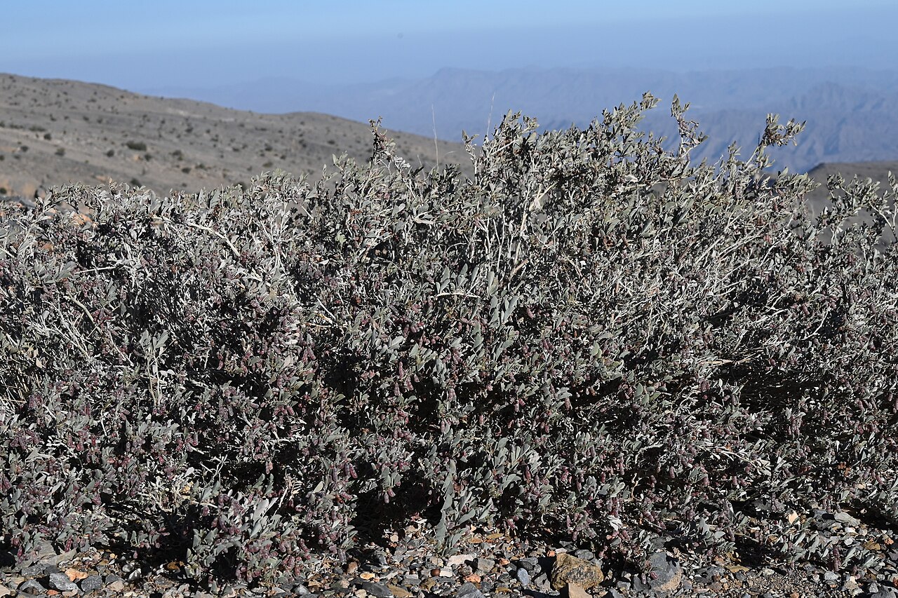 Khedaish: Indigofera articulata in Rasin at Birkat al Mauz Rd, Al Dakhiliyah Gov., Oman