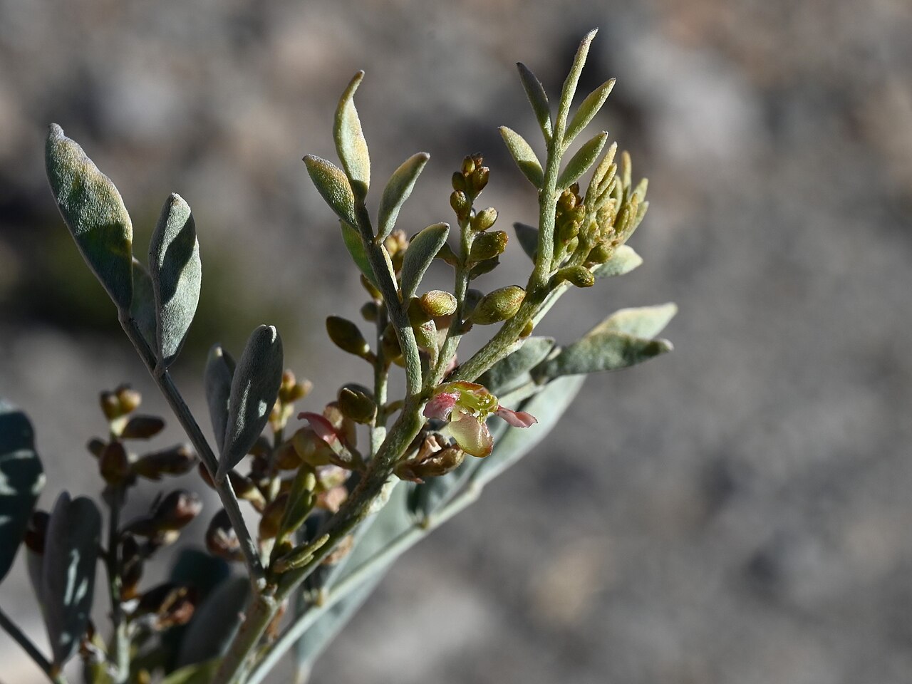 Khedaish: Indigofera articulata at viewpoint 4 km NE from Al Ababah near Al Jabal Al Akhtar, Al Dakhiliyah Gov., Oman
