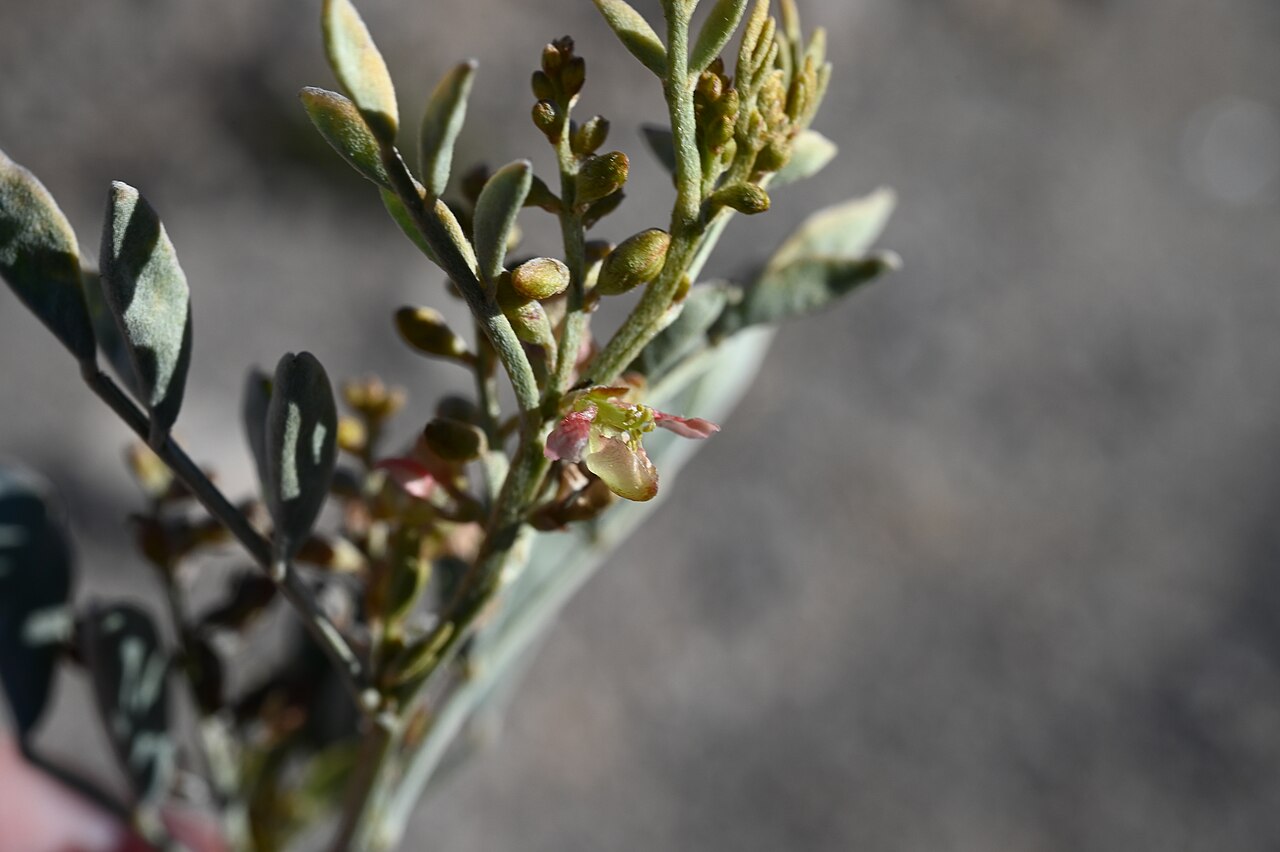 Khedaish: Indigofera articulata at viewpoint 4 km NE from Al Ababah near Al Jabal Al Akhtar, Al Dakhiliyah Gov., Oman