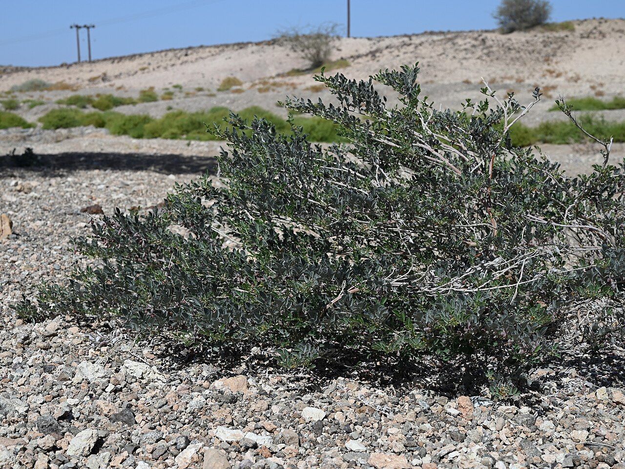 Khedaish: Indigofera articulata SE from Lizq, Ash Sharqiyah North Gov., Oman
