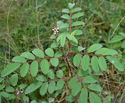 Large-leaved indigo: Silky indigo or Phulzadi Indigofera astragalina in Hyderabad , India .
