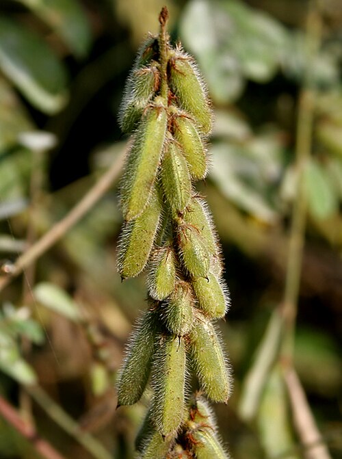 Large-leaved indigo: Indigofera astragalina DC., 1825 (Syn. I. hirsuta Baker (non L., 1753))- Silky Indigo • Hindi: Dagadia • Marathi: रानमेथी Ranmethi, फुलझडी Phuljhadi - in Hydera