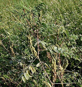 Large-leaved indigo: Indigofera astragalina DC., 1825 (Syn. I. hirsuta Baker (non L., 1753))- Silky Indigo • Hindi: Dagadia • Marathi: रानमेथी Ranmethi, फुलझडी Phuljhadi - in Hydera