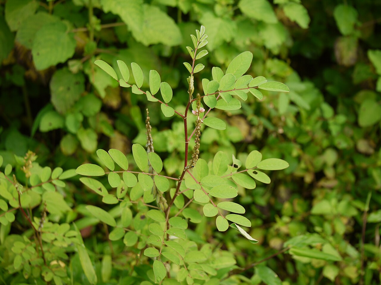 Large-leaved indigo: Fabaceae (pea, or legume family) » Indigofera astragalina in-dee-GO-fer-uh -- meaning, bearing indigo ¿ ass-TRA-gah-lin-uh ? -- commonly known as : hairy indigo