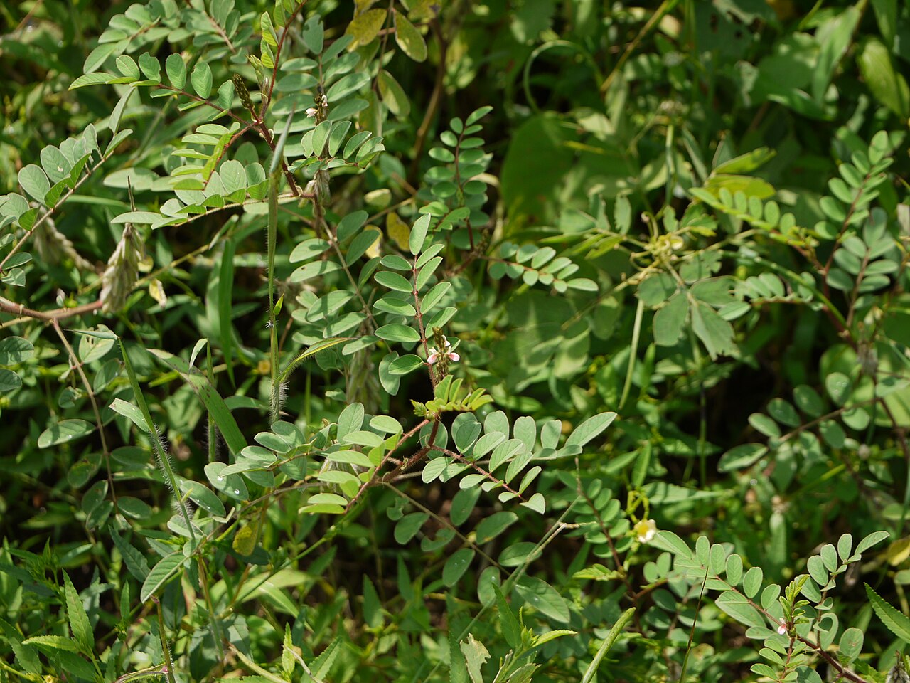 Large-leaved indigo: Fabaceae (pea, or legume family) » Indigofera astragalina in-dee-GO-fer-uh -- meaning, bearing indigo ¿ ass-TRA-gah-lin-uh ? -- commonly known as : hairy indigo