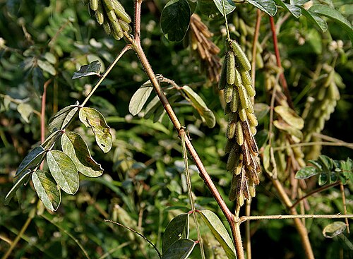 Large-leaved indigo: Indigofera astragalina DC., 1825 (Syn. I. hirsuta Baker (non L., 1753))- Silky Indigo • Hindi: Dagadia • Marathi: रानमेथी Ranmethi, फुलझडी Phuljhadi - in Hydera
