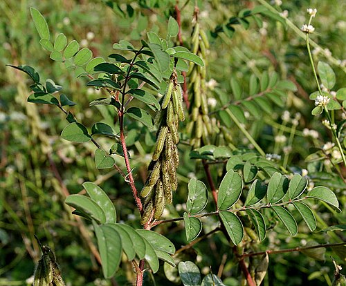 Large-leaved indigo: Indigofera astragalina DC., 1825 (Syn. I. hirsuta Baker (non L., 1753))- Silky Indigo • Hindi: Dagadia • Marathi: रानमेथी Ranmethi, फुलझडी Phuljhadi - in Hydera