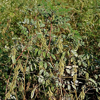 Large-leaved indigo: Indigofera astragalina DC., 1825 (Syn. I. hirsuta Baker (non L., 1753))- Silky Indigo • Hindi: Dagadia • Marathi: रानमेथी Ranmethi, फुलझडी Phuljhadi - in Hydera