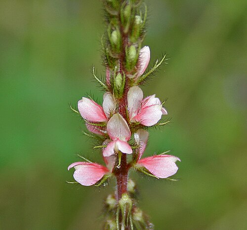Large-leaved indigo: Silky indigo or Phulzadi Indigofera astragalina in Hyderabad , India .