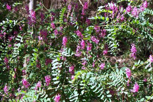 Australian indigo: Australian Indigo at Eastwood, NSW