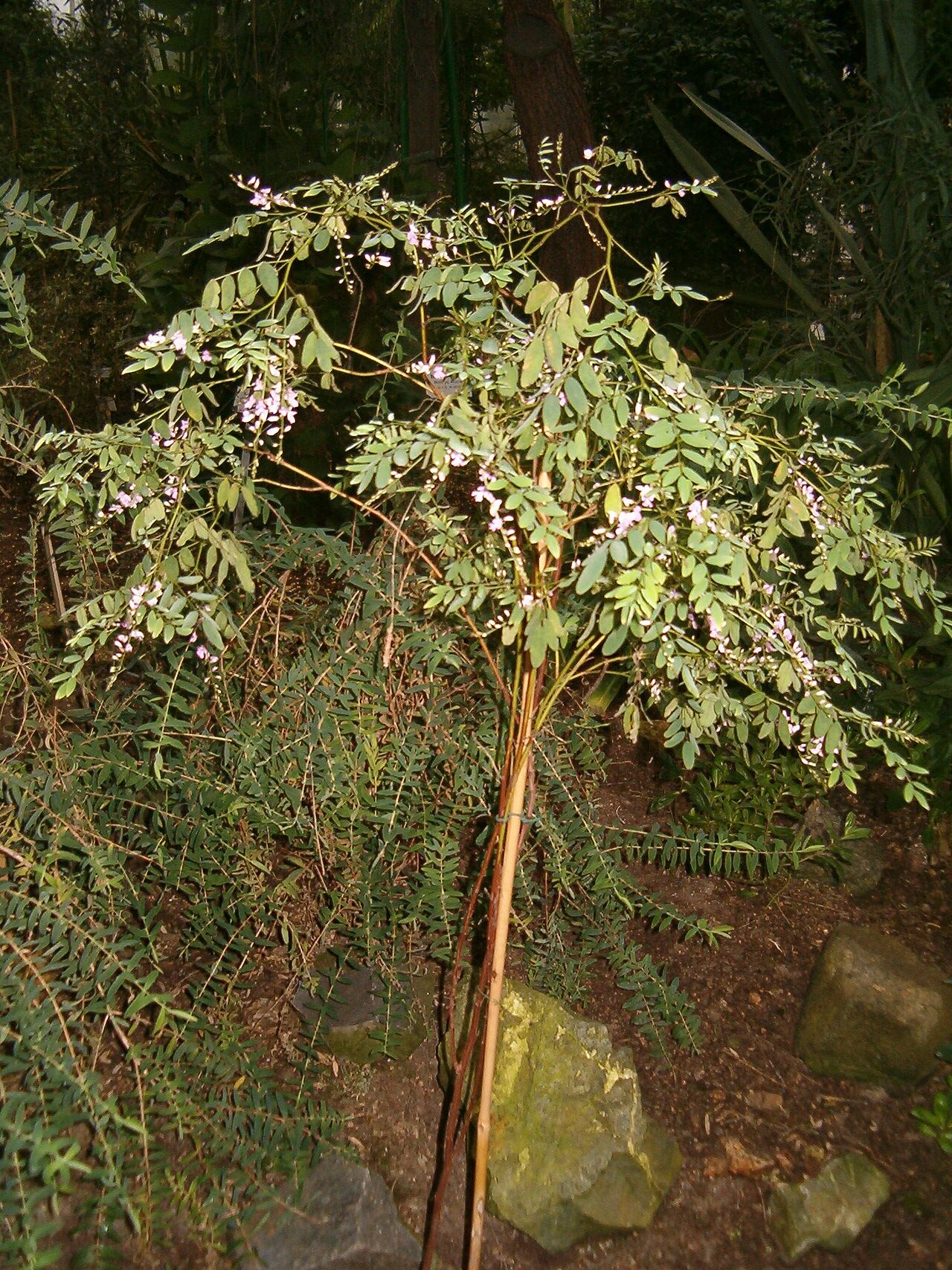 Australian indigo: Location: Botanical Gardens Berlin Dahlem