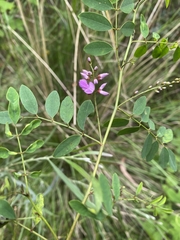 Australian indigo (Indigofera australis)