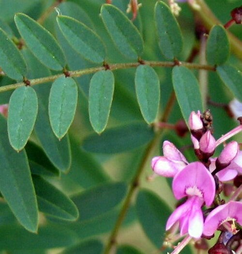 Australian indigo: cropped version for taxobox